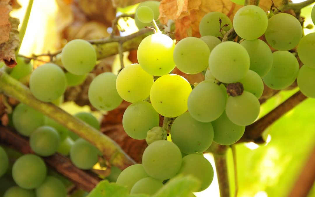 Comment porter du fruit dans sa vie chrétienne : leçons inspirées du figuier